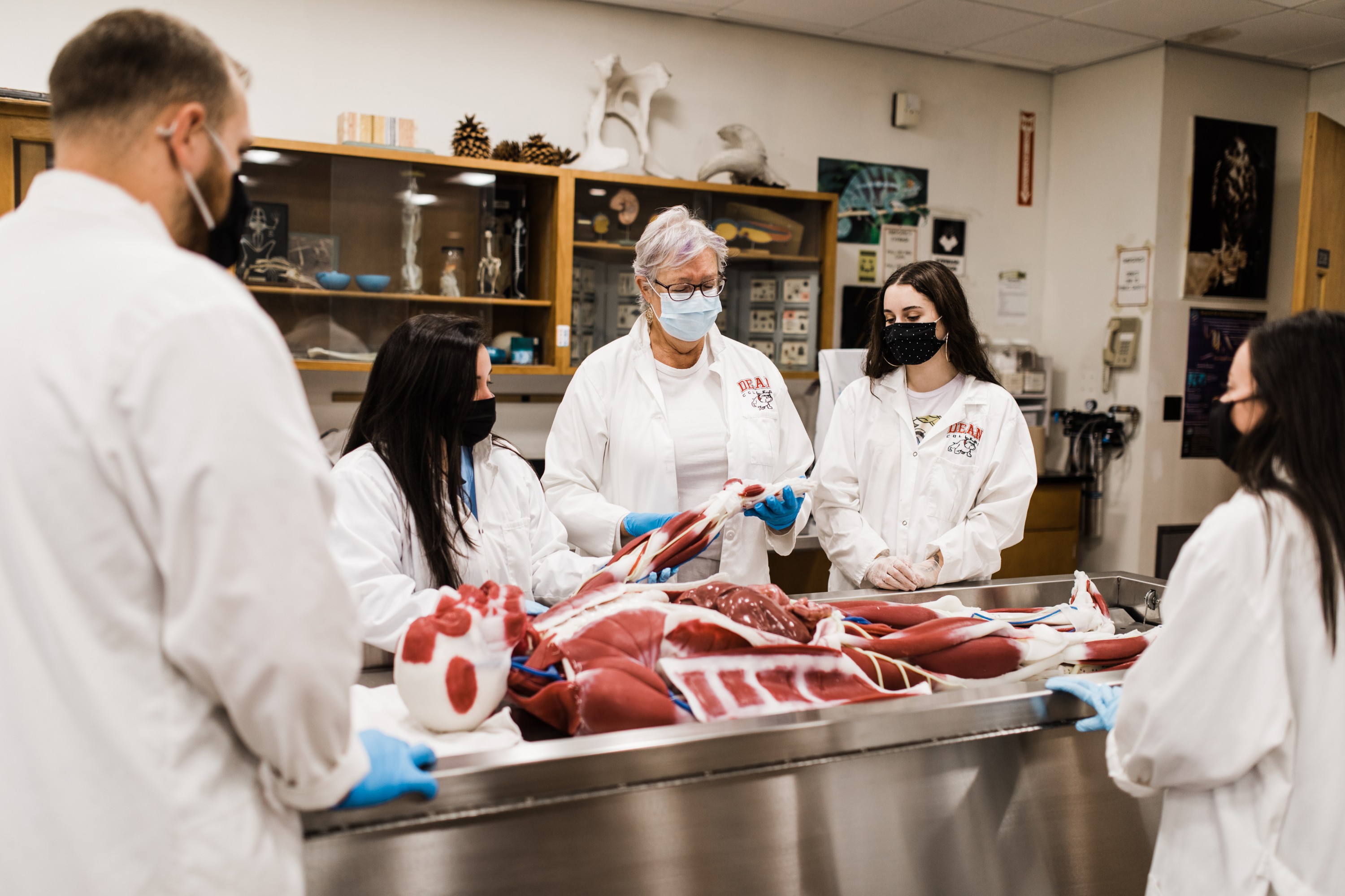 a professor showing students a syndaver in a lab at dean college. 